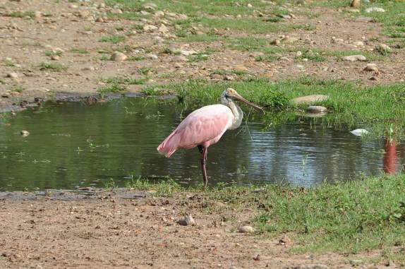 Uma Garça Paleta, no Hato El Cedral, na região dos llanos venezuelanos, perto da cidade de Mantecal